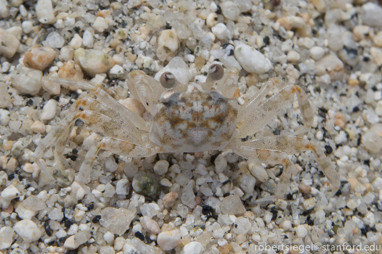 sand crab